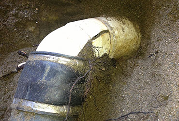 pipe with tree roots